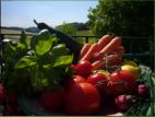 Obst und Gemse